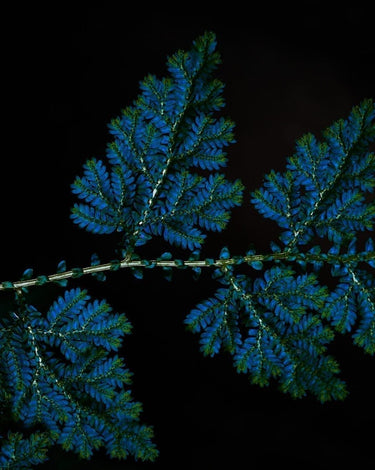 Das Geheimnis der blauen Blätter – Irideszenz und Strukturfarben bei Pflanzen