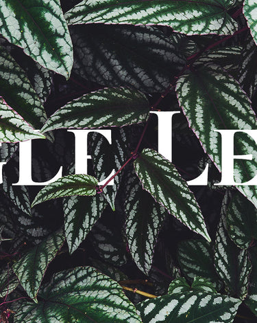 Jungle Leaves auf YouTube!
