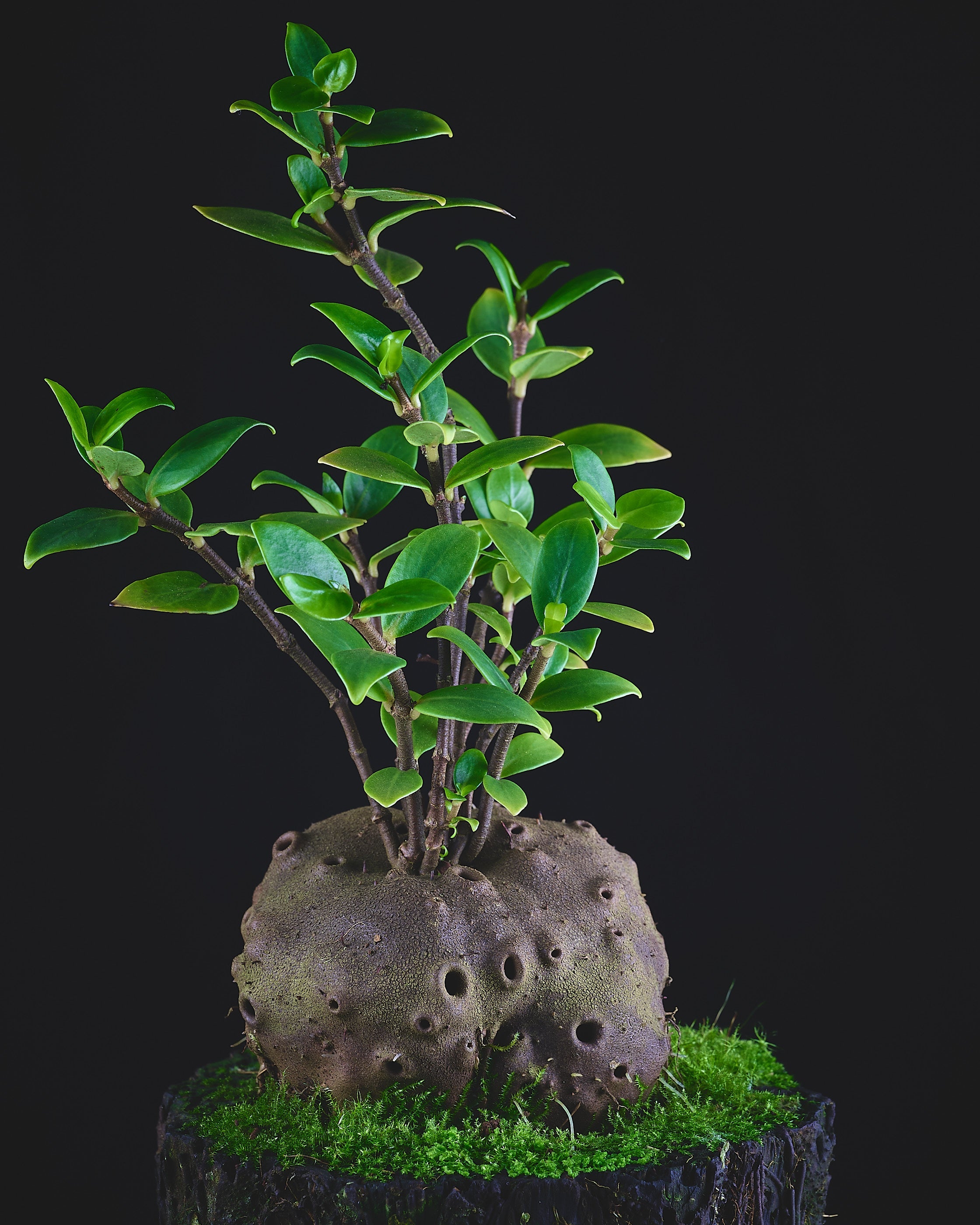 Ameisenpflanzen  Jungle Leaves