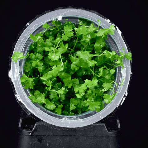 in Vitro