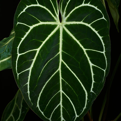 Anthurium