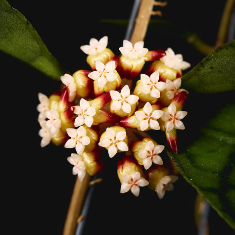 Hoya (Wachsblumen) & Dischidia