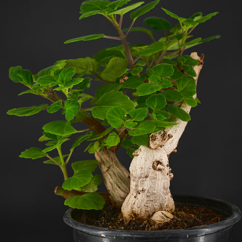 Plectranthus