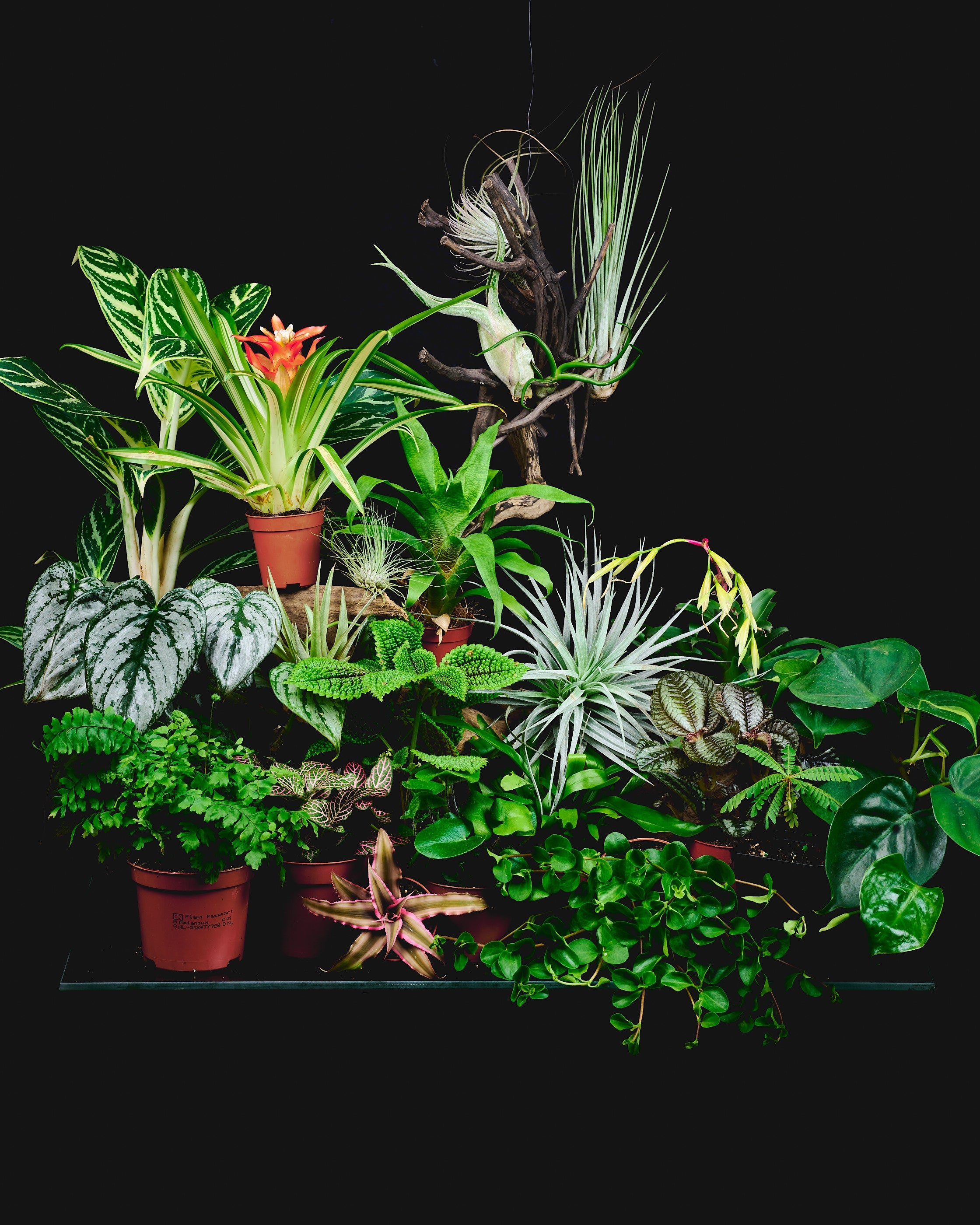 aeschynanthus radicans variegata Lipstick Plant
