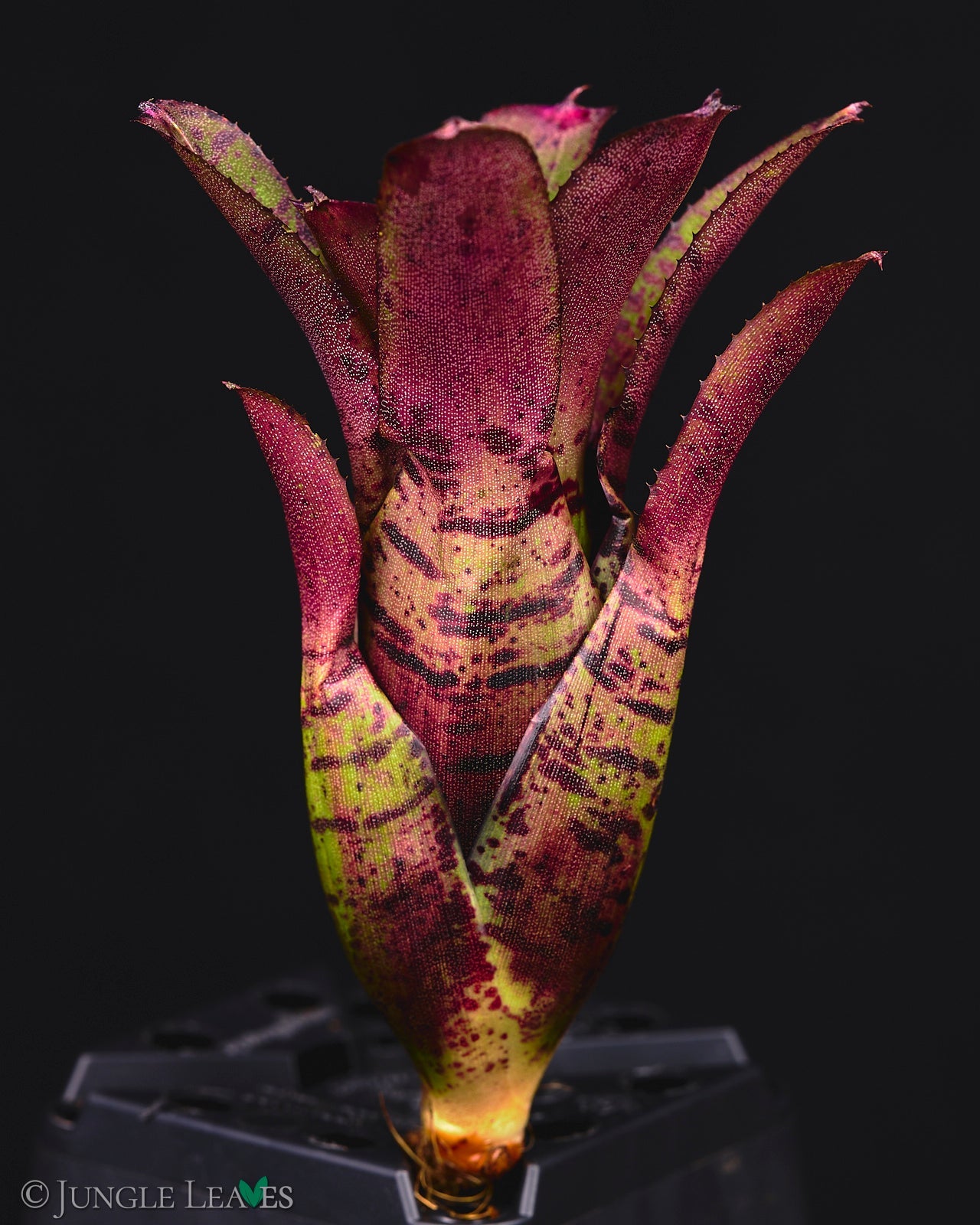 Bromelien & Tillandsien  Jungle Leaves