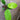 Syngonium schottianum