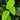 Syngonium schottianum