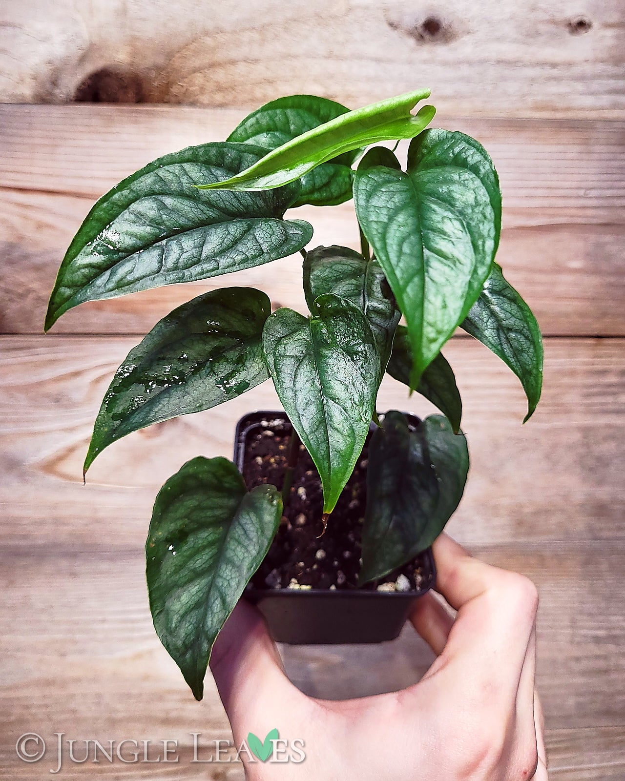 Monstera siltepecana – Jungle Leaves