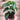 Monstera siltepecana
