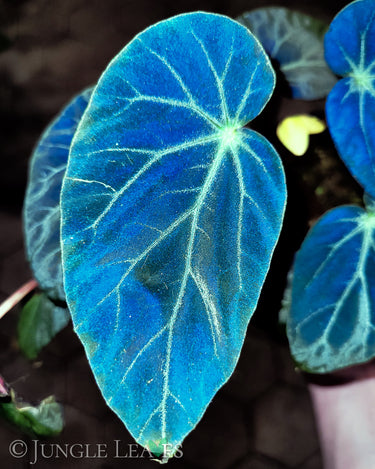 Begonia burkillii 'Dark Form'