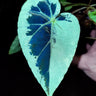Begonia burkillii 'Silver Edge'