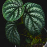 Acranthera sp. 'Kapuas Hulu'