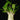 Adenium obesum