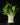 Adenium obesum