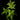 Adiantum hispidulum 'Bronze Venus'