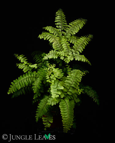 Adiantum hispidulum 'Bronze Venus'