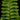 Adiantum hispidulum 'Bronze Venus'
