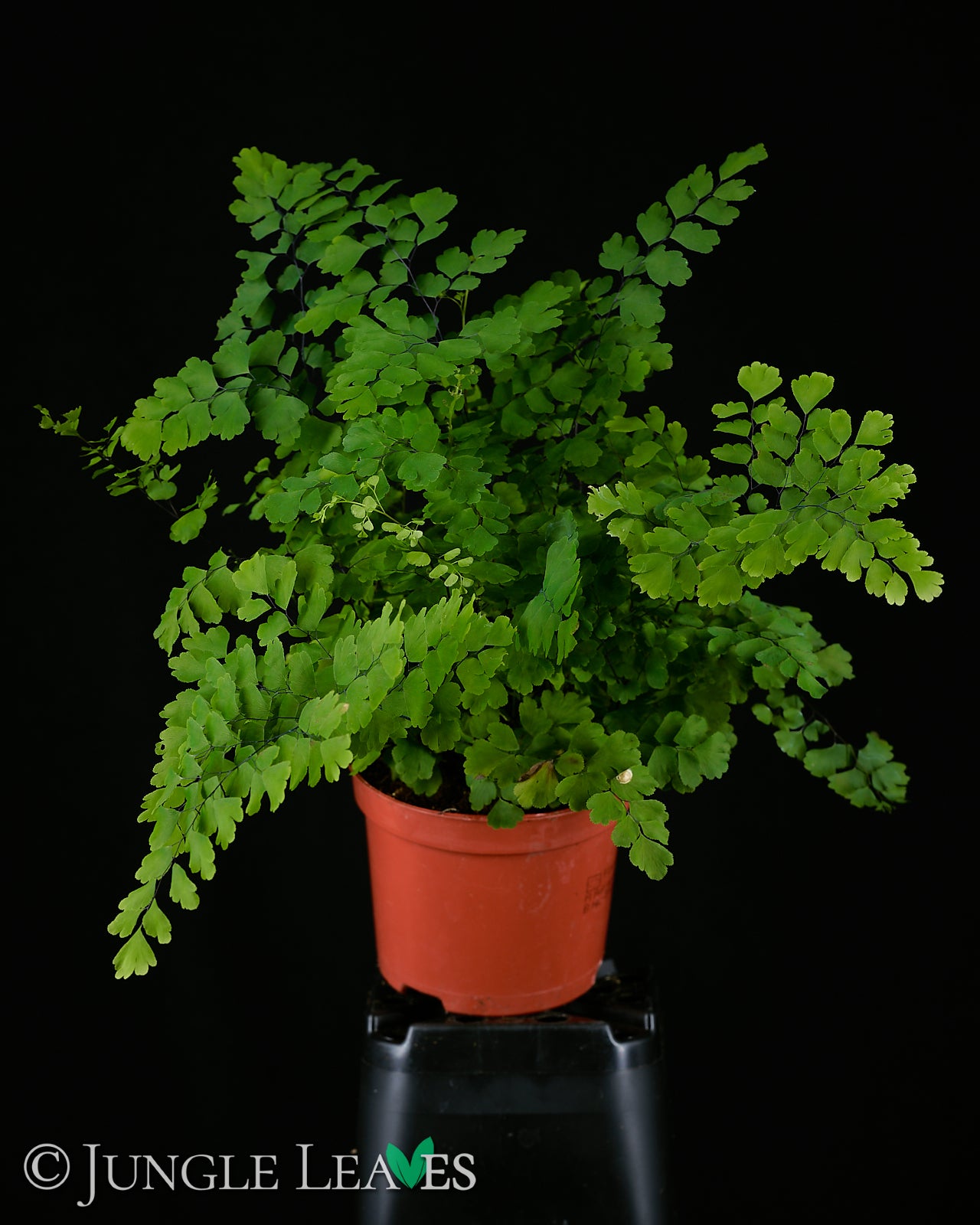 Adiantum raddianum – Jungle Leaves