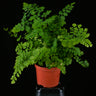 Adiantum raddianum