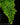 Adiantum raddianum