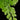 Adiantum raddianum