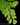Adiantum raddianum