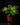 Adiantum raddianum 'Microphyllum'