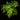 Adiantum raddianum 'Microphyllum'