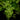 Adiantum raddianum 'Microphyllum'