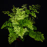 Adiantum raddianum 'Microphyllum'