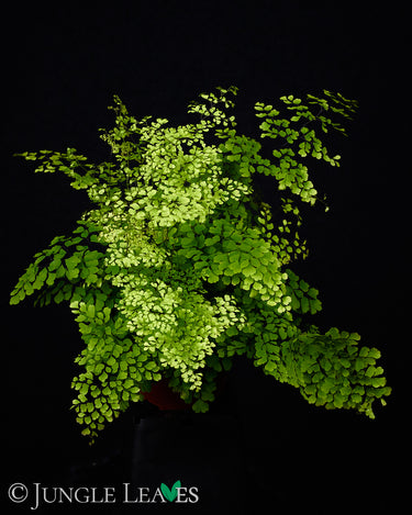 Adiantum raddianum 'Microphyllum'