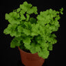 Adiantum raddianum 'Monocolor'