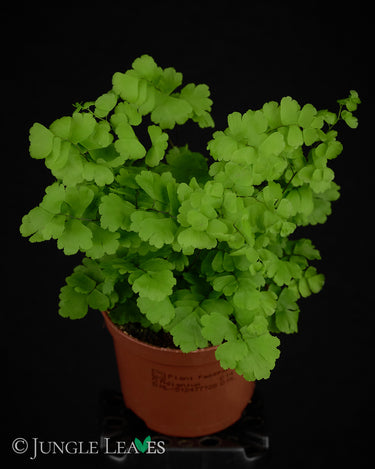 Adiantum raddianum 'Monocolor'