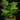 Adiantum raddianum 'Monocolor'