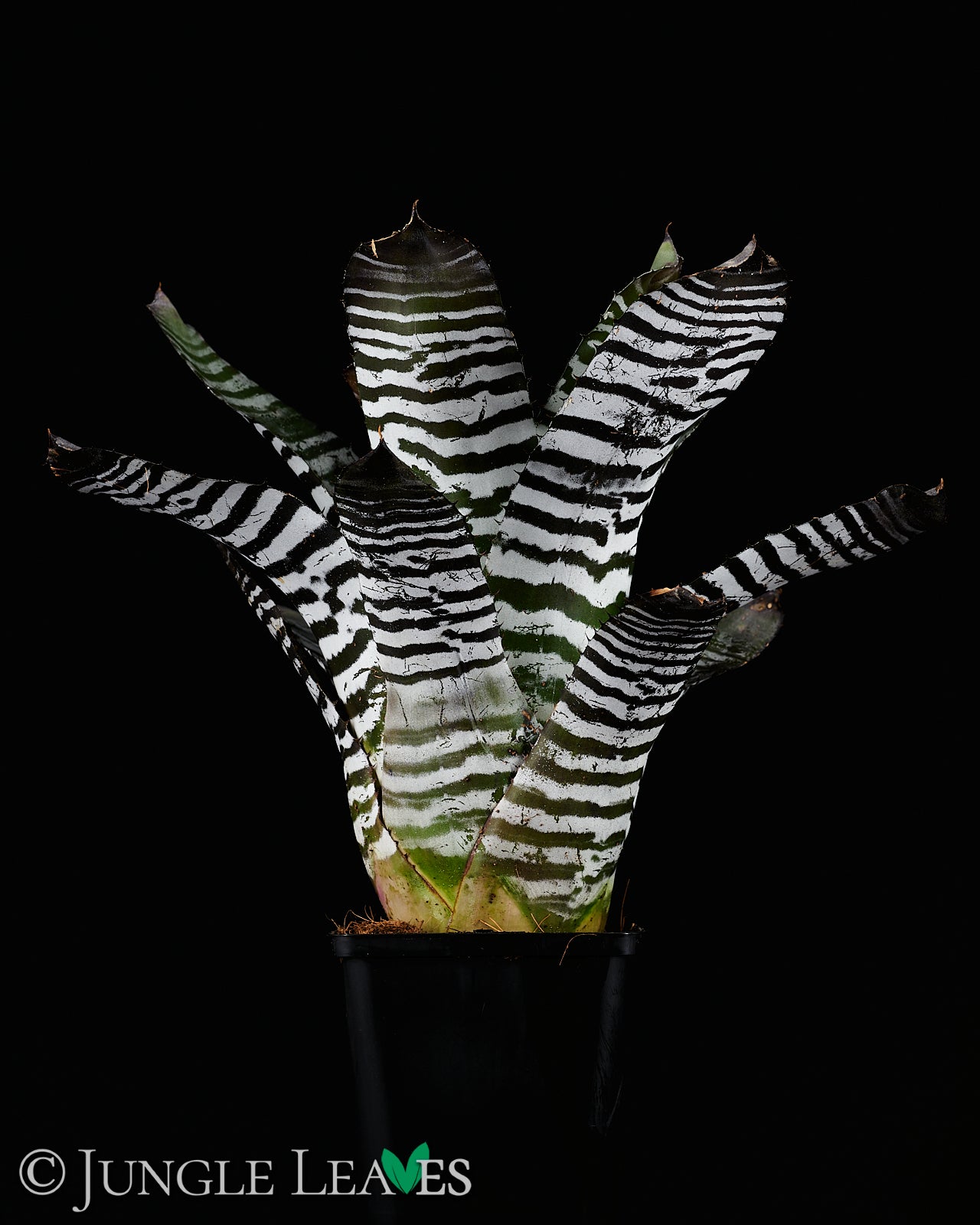 Aechmea chantinii 'Black' €34.99 - Jungle Leaves