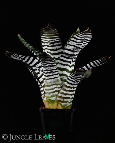 Aechmea chantinii 'Black'
