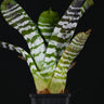 Aechmea chantinii 'Green'