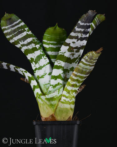 Aechmea chantinii 'Green'