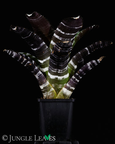 Aechmea chantinii 'Purple'