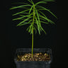 Afrocarpus falcatus