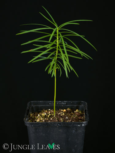 Afrocarpus falcatus