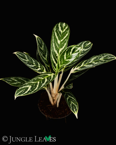Aglaonema 'Ivy Green'
