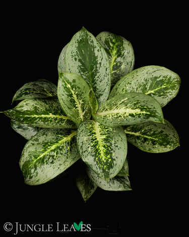 Aglaonema 'Lemon Mint'