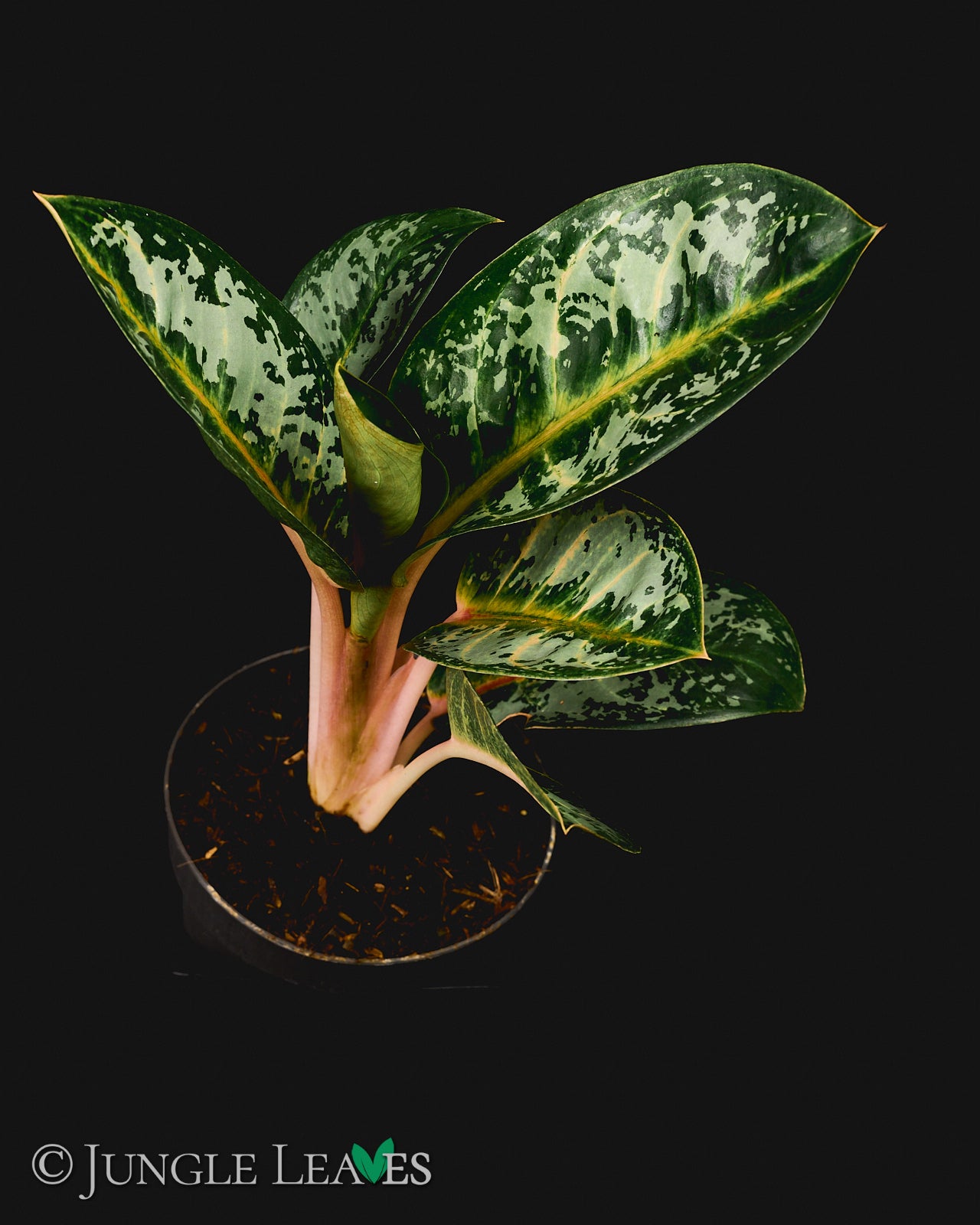 aglaonema orange flame Aglaonema 'Orange Flame' – Jungle Leaves