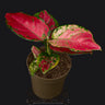 Aglaonema Red Mix S
