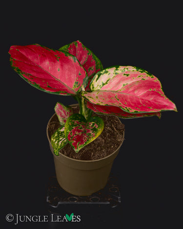 Aglaonema Red Mix S