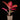 Aglaonema Red Pink Mix