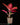 Aglaonema Red Pink Mix