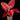 Aglaonema Red Pink Mix