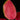 Aglaonema Red Pink Mix